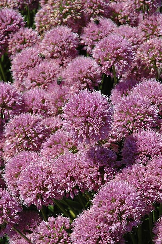 millenium ornamental onion
