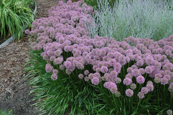millenium ornamental onion