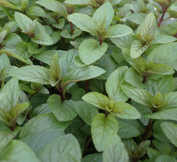 Peppermint