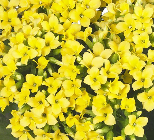 Kalanchoe Yellow blooms