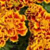 Marigolds Photo 1
