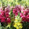 Snapdragon Photo 1