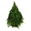Port Orford Cedar Bunch Photo 1