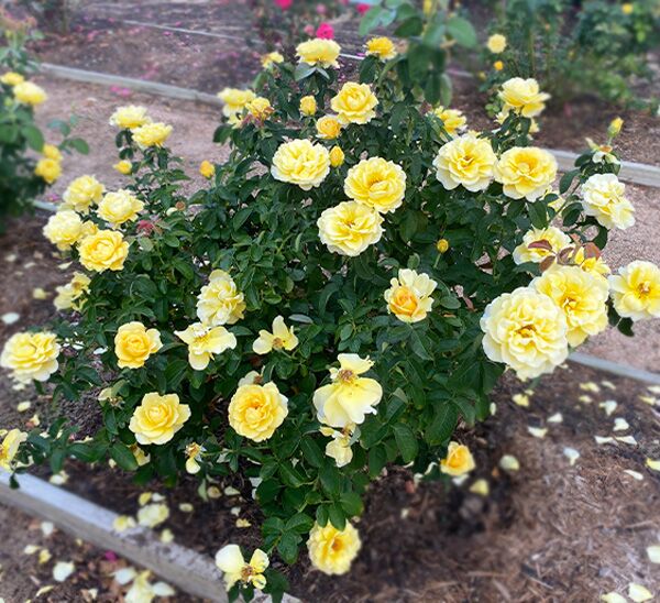 Bee Heaven Rose