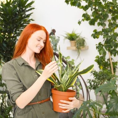 best fertilizer for split leaf philodendron Monstera Fertilizer - 8 fl oz