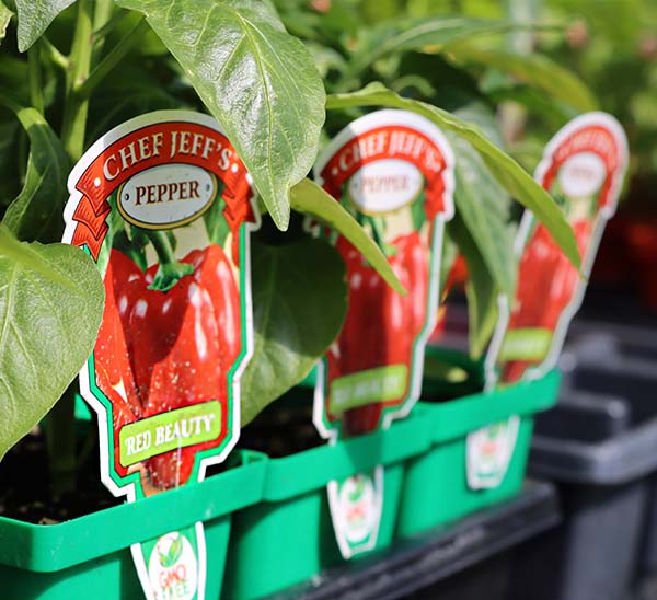 Pepper Red Beauty