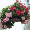 Cora® Cascade XDR Vinca Photo 1