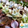 Echeveria Assorted Photo 1