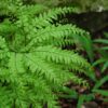 Northern Maidenhair Fern Photo 1