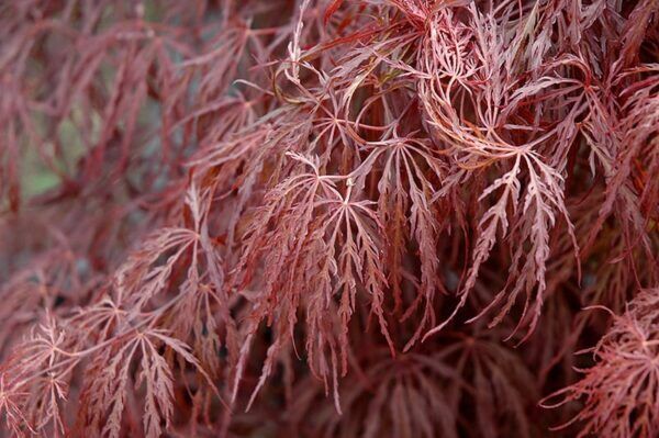 crimson queen Japanese barberry