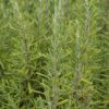 Upright Rosemary Photo 1