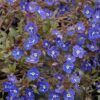Georgia Blue Speedwell Photo 1