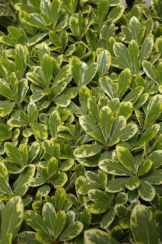 cream de mint dwarf mock orange