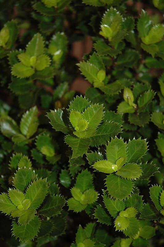 scallywag holly
