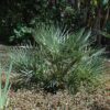 Mediterranean Fan Palm Photo 1