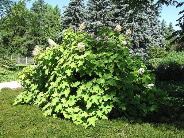Alice hydrangea