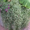 Swedish Ivy Photo 1