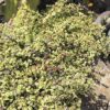 Variegated Elephant Food Photo 1
