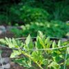Galvanized Heavy Duty Tomato Cage Photo 1