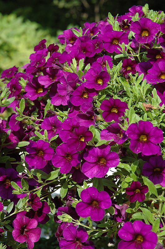 cabaret purple