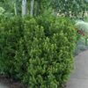 Hicks Yew Photo 1