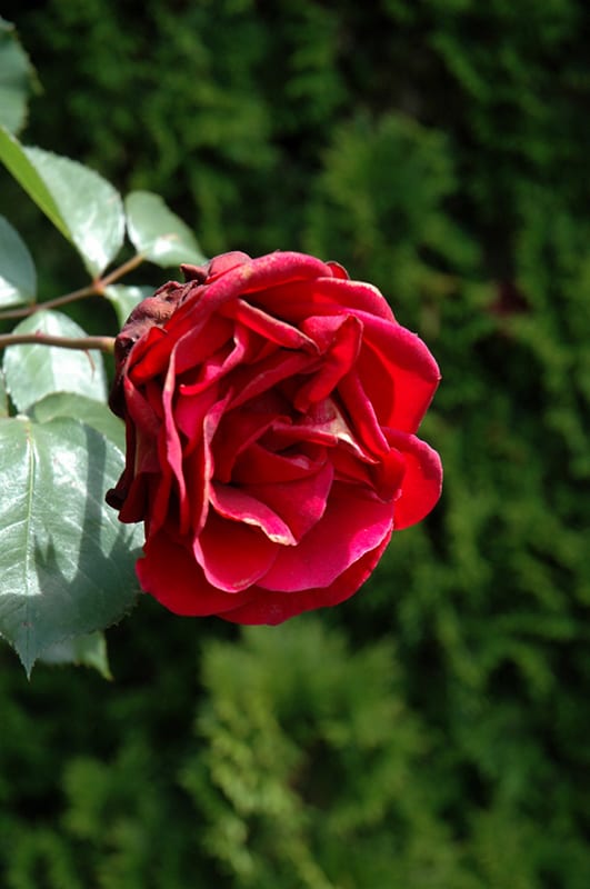 Don Juan rose