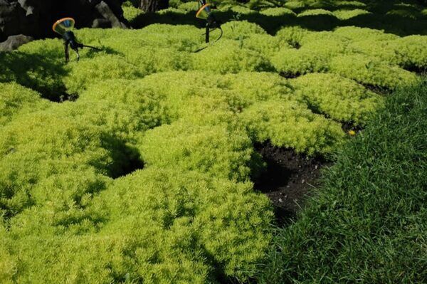 lemon ball stonecrop
