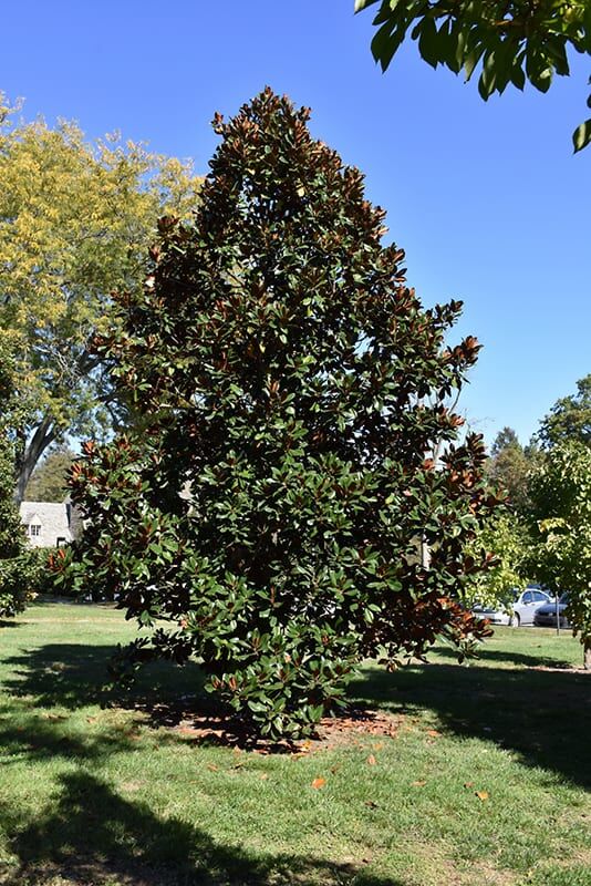 dd blanchard magnolia