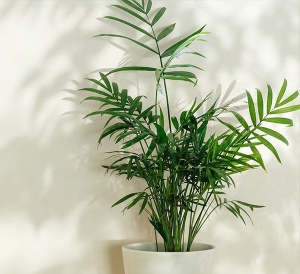 Neanthe Bella Palm