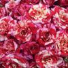 Avant Garde™ Rose Photo 1