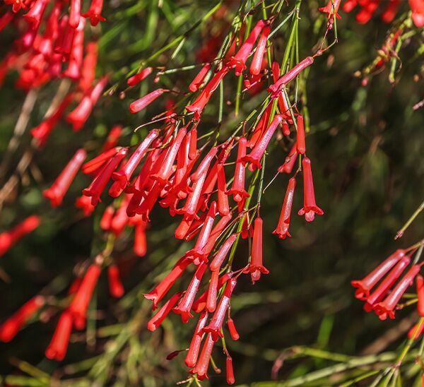 Firecracker Fern