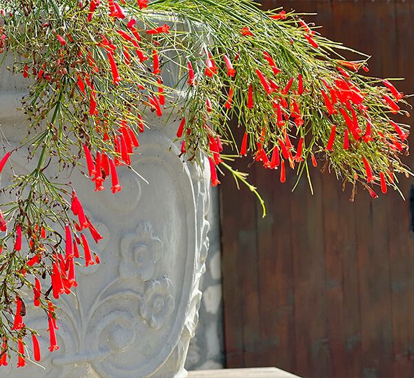 Firecracker Fern