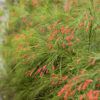 Russelia Firecracker Fern Photo 1