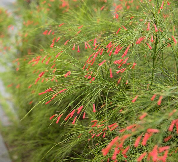 Firecracker Fern