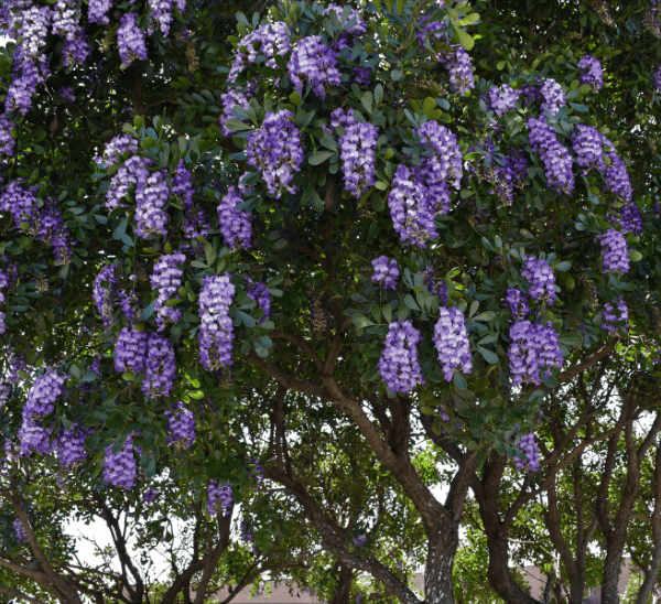 Mountain Laurel Photo 1