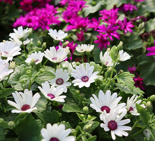 Sunscape Daisies Photo 1