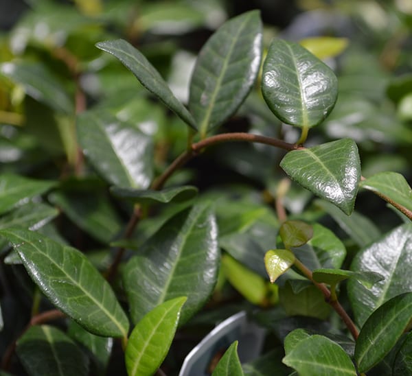 Asian Jasmine