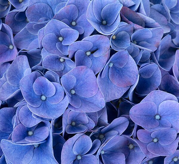 Hi™ Meadow Hydrangea (Blue)