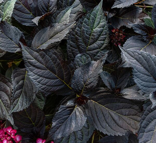 Eclipse Hydrangea