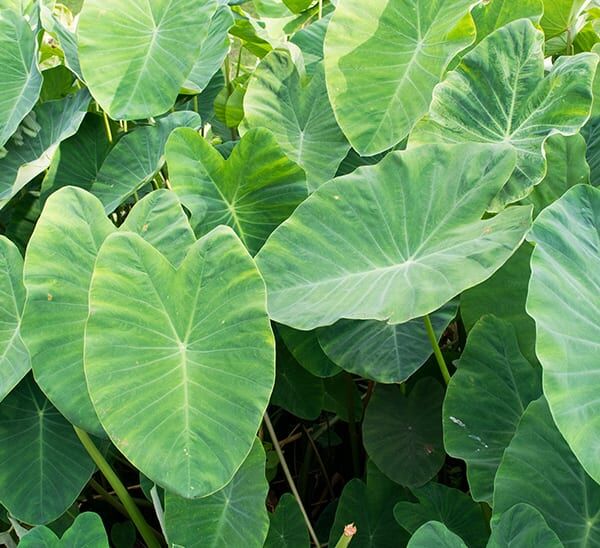 Elephant Ear Photo 1