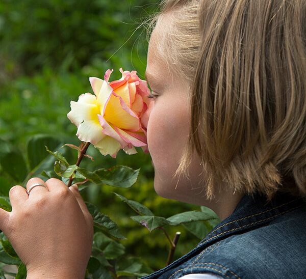 Euphoria Rose