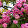 Peggy Martin Rose Photo 1