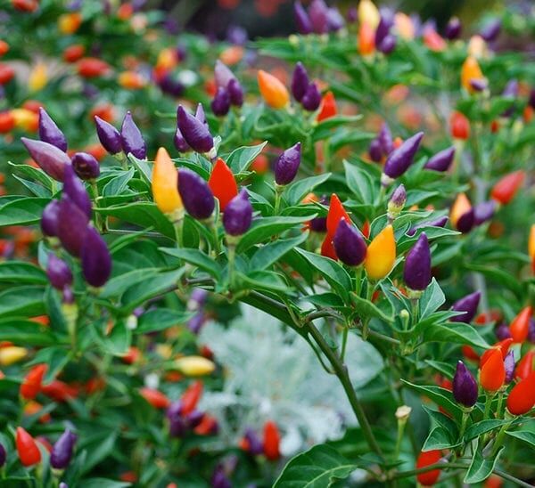 pepperornamental2