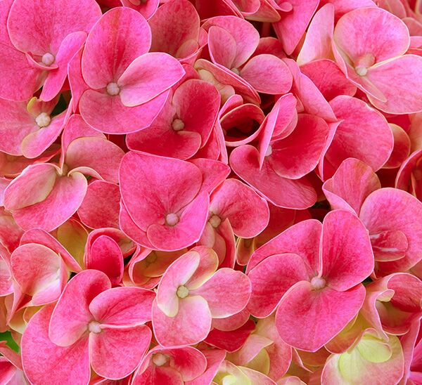 Hi™ Meadow Hydrangea (Pink)