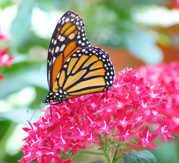 Pentas