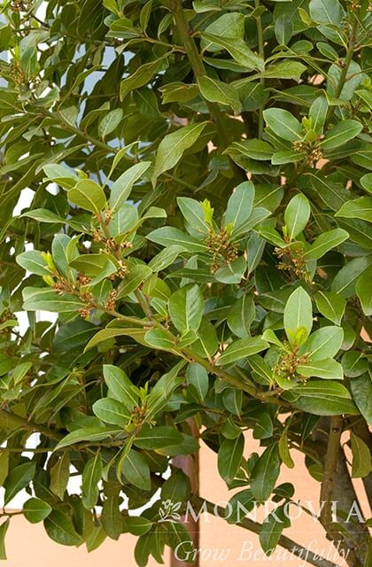 Sweet Bay Laurel Photo 1