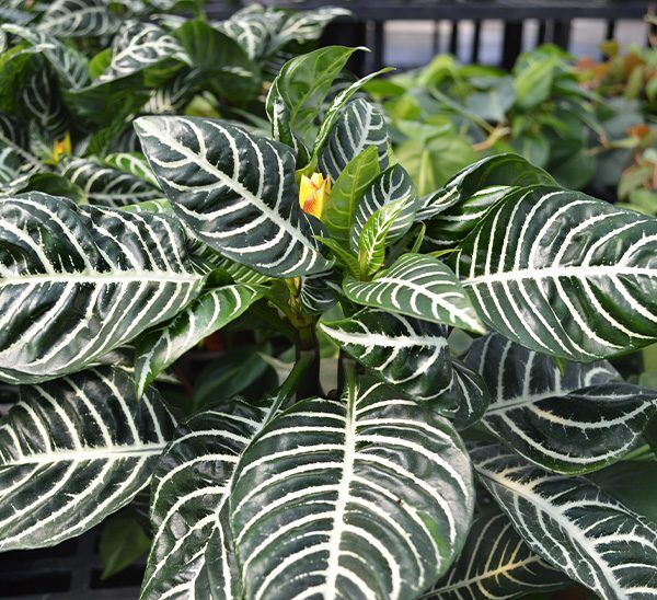 Zebra Plant