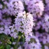 Creeping Mother of Thyme Photo 1