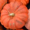 Cinderella Pumpkin Photo 1