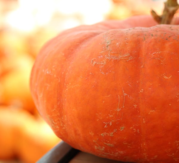 Cinderella Pumpkin